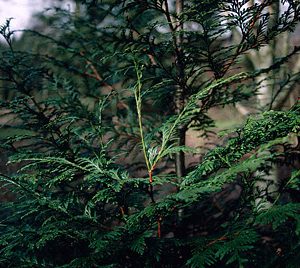 Trees For Hedging