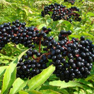 Berries (Wildlife)