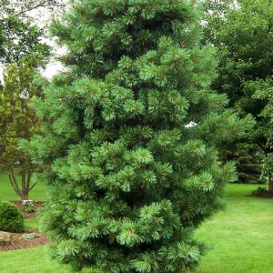 Pines, Firs and Cypresses (Landscapes)