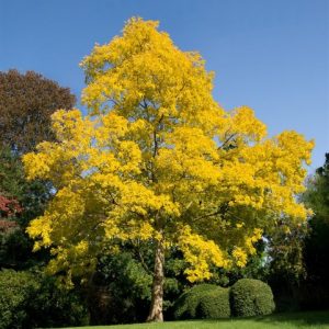 Urban Trees (Pollution Tolerant)